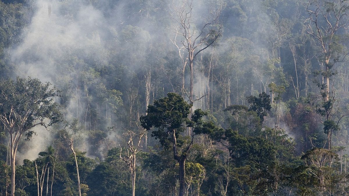 Lesy otáčejí svou funkci. Ze zachránce planety se stává přítěž